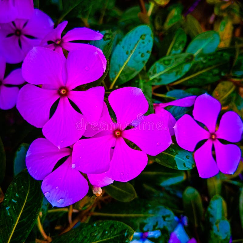 Vinca flowers stock photo. Image of petal, beautiful 30368308