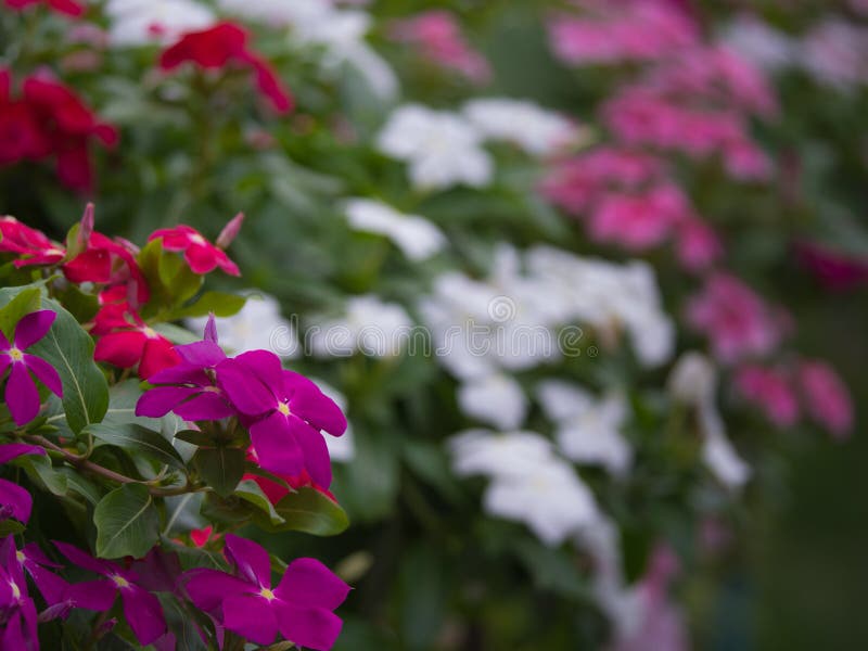 Vinca Flowers Blooming on the Ground Stock Photo Image of minor, forest 144747538