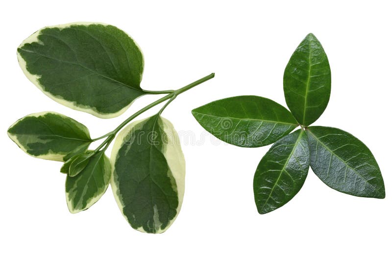 Vinca Leaf stock image. Image of petiole, vinca, entire 61470447