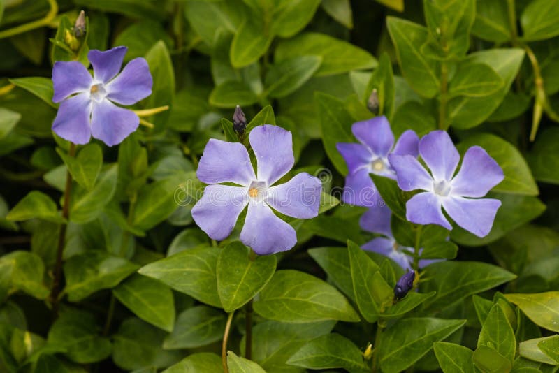 Vinca major flowers stock image. Image of delicate, leaves 43891813