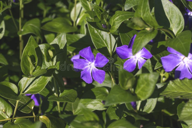 Vinca Minor Flowering Plant in Spring Stock Photo Image of leaves