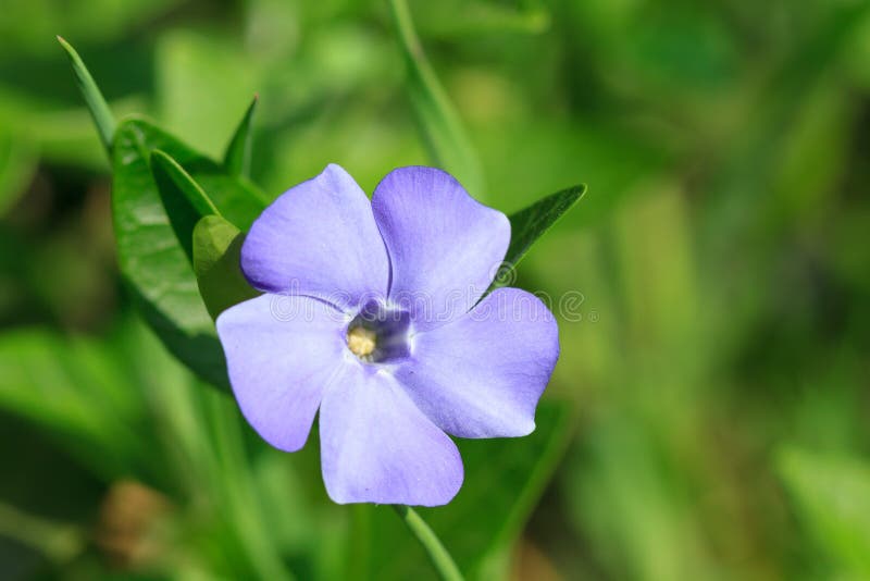 Vinca Minor Flowers Blossom Stock Photo Image of flower, detail