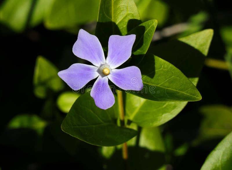 Vinca minor periwinkle-blomma. arkivfoto