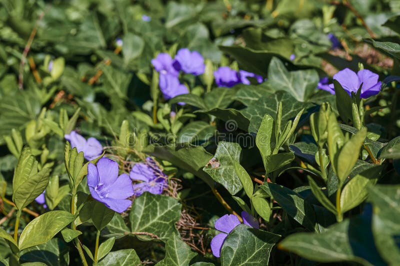 Vinca minore di periwinkle con fiori viola brillante in un'edera leternica che ricopre il terreno immagine stock libera da diritti