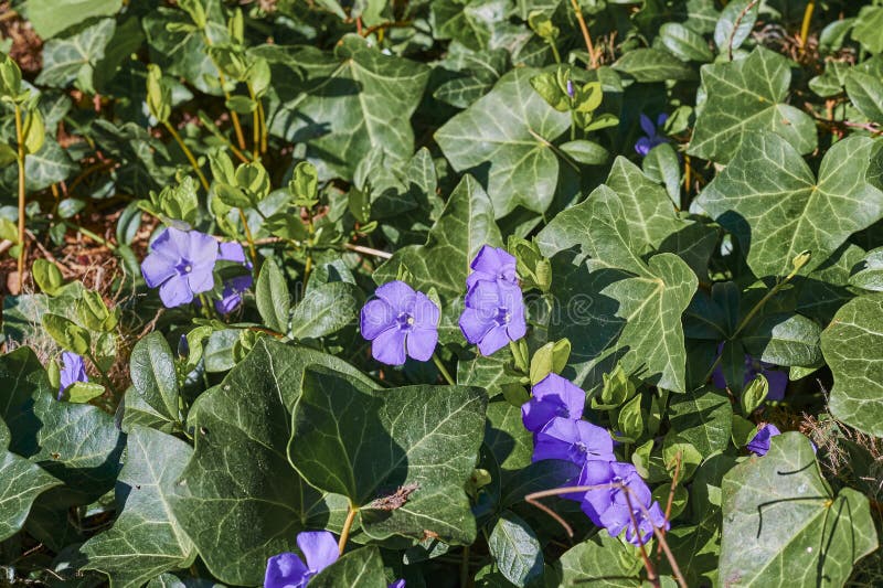 Vinca minore di periwinkle con fiori viola brillante in un'edera leternica che ricopre il terreno immagine stock libera da diritti