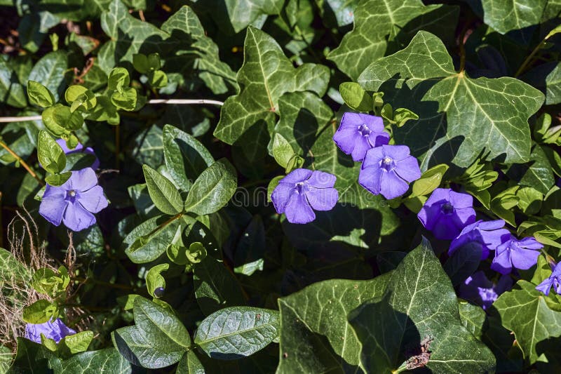Vinca minore di periwinkle con fiori viola brillante in un'edera leternica che ricopre il terreno fotografie stock libere da diritti
