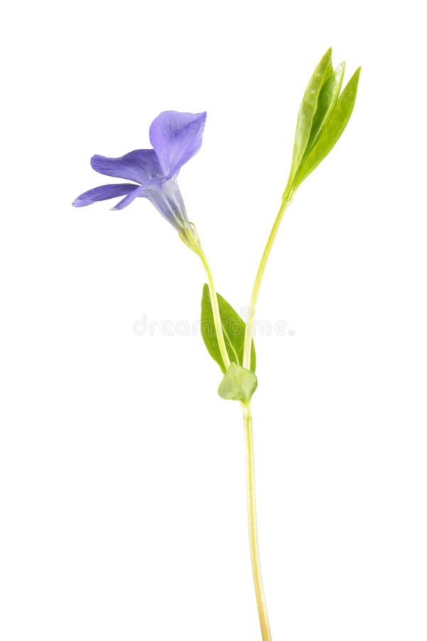 Vinca o minore comune della vinca isolato su fondo bianco Pianta con un fiore blu fotografia stock