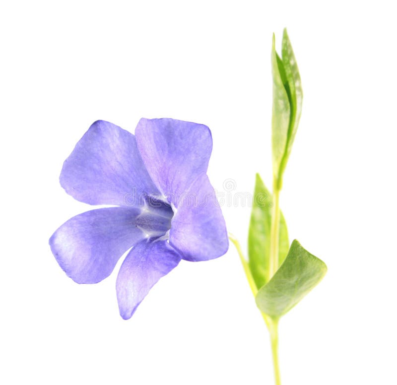 Vinca o minore comune della vinca isolato su fondo bianco Pianta con un fiore blu immagini stock libere da diritti