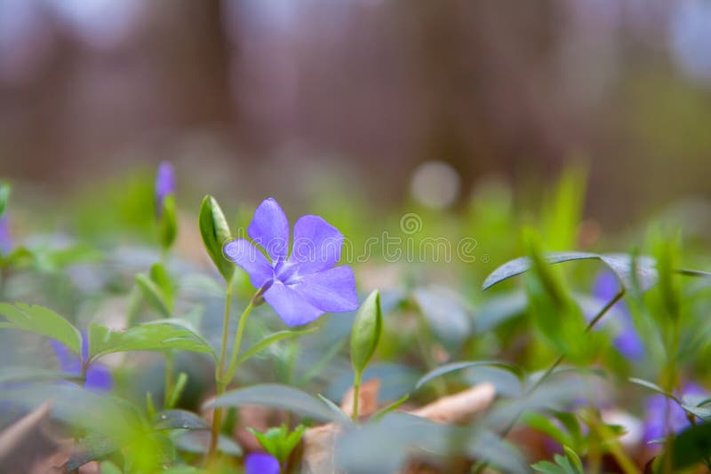 Vinca minor or periwinkle flower in spring forest. Vinca minor or periwinkle flower in spring forest