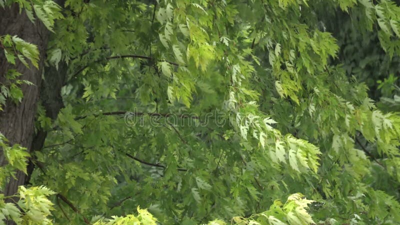 Vinden skakar sidorna av träden under en hällregn