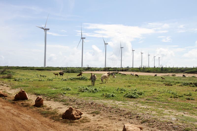Windmill turbines in Aruba and wild donkeys. Windmill turbines in Aruba and wild donkeys