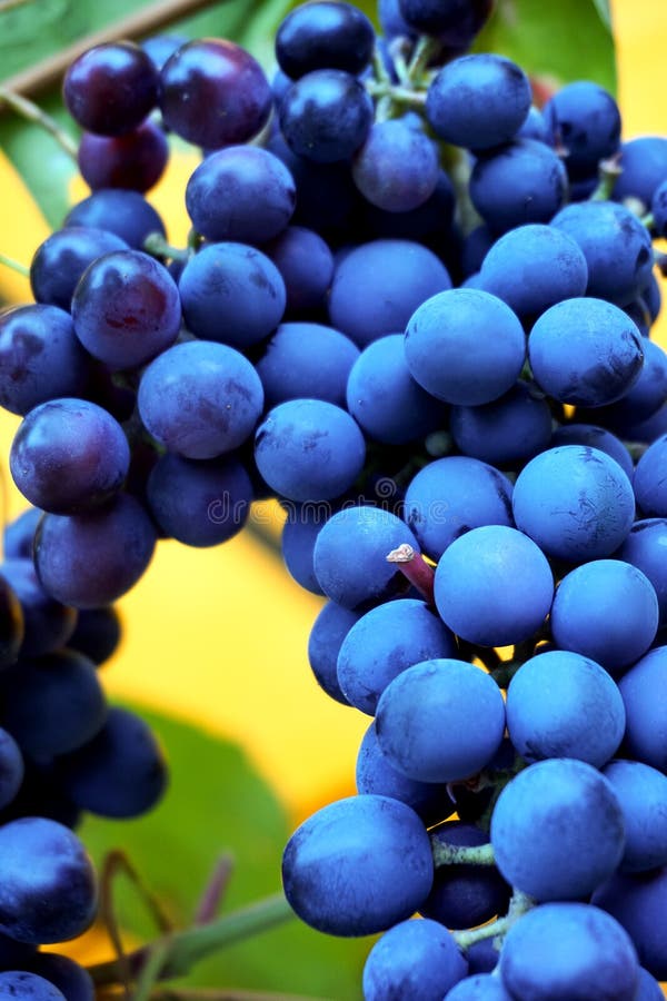A vine of blue ripe grapes stock photo. Image of bunch 258644030