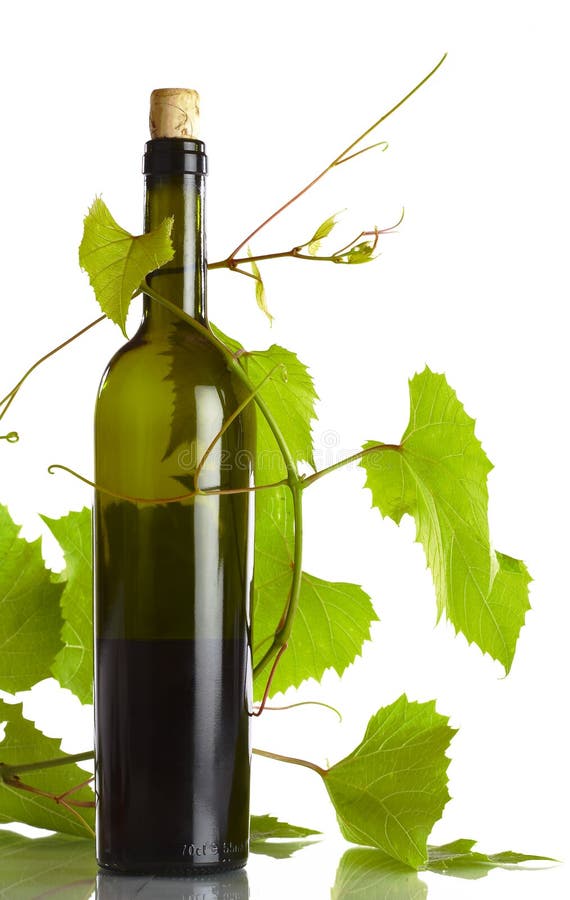 Vine and bottle stock photo. Image of leaf, enology, celebrate 3255832