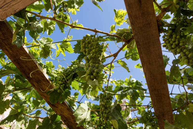 The vine climbing the roof