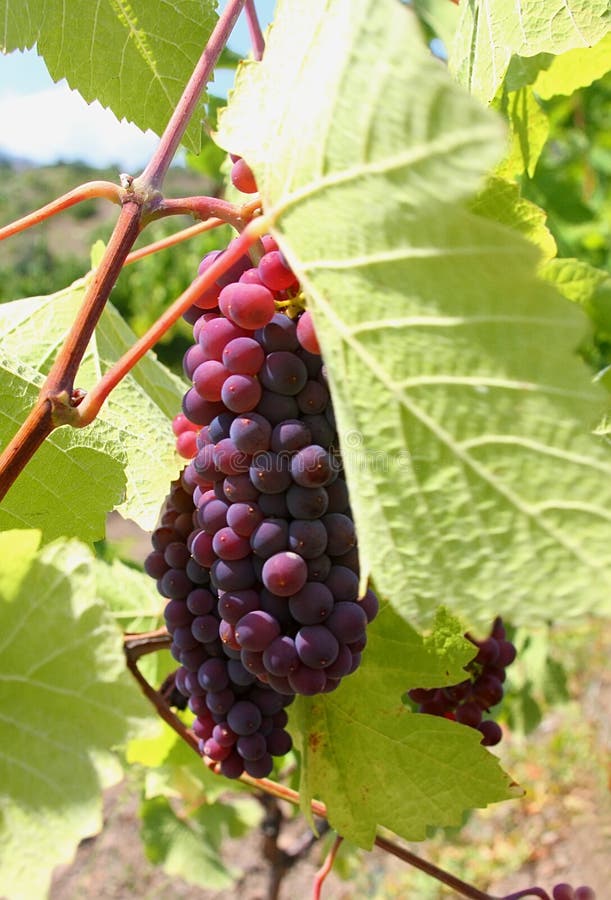 Vine cluster under green sheet stock photos
