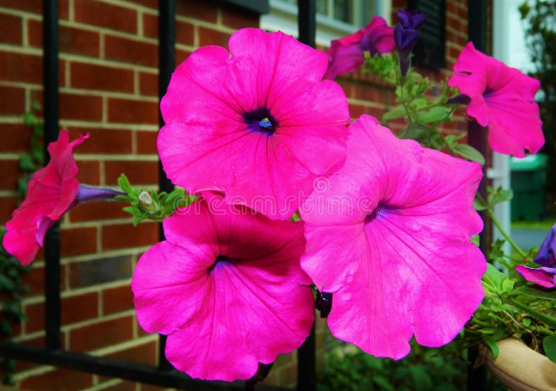 Hot Pink Flowers in Pot on Porch Stock Image - Image of porch, full ...
