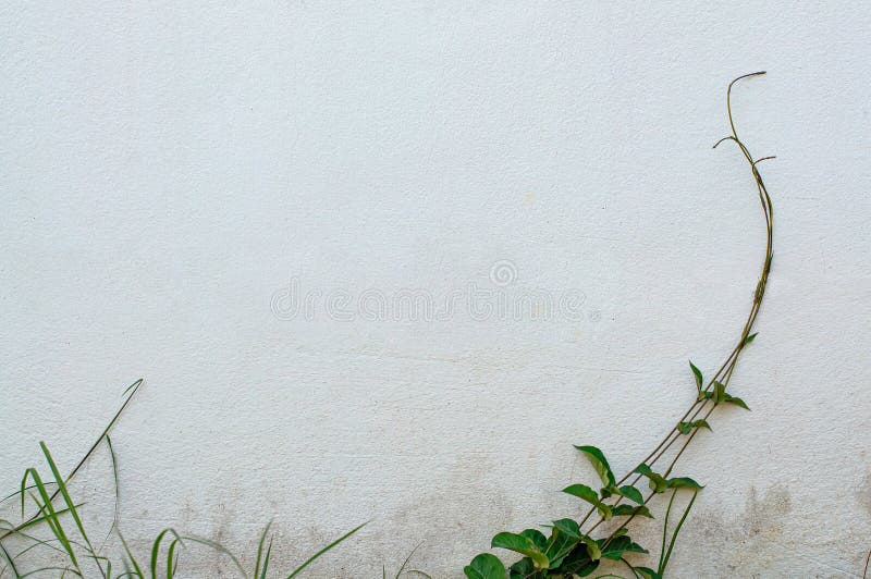 Vine Growing on Concrete Wall or Cement Wall for Background with Copy