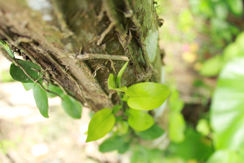 A vine is grown around an areca tree stock photography