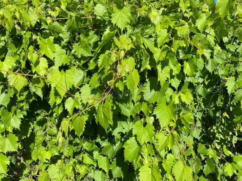 Lush Green Hedge Bushes Wide Overhead View Stock Image Image Of Green