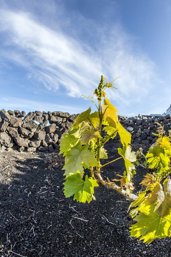 Vine in La Geria, the wine-growing area in Lanzarote