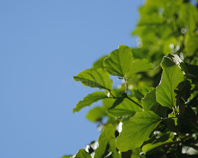 Vine leaf 001