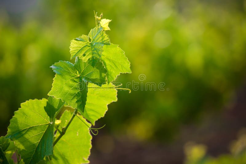 Vine leafs