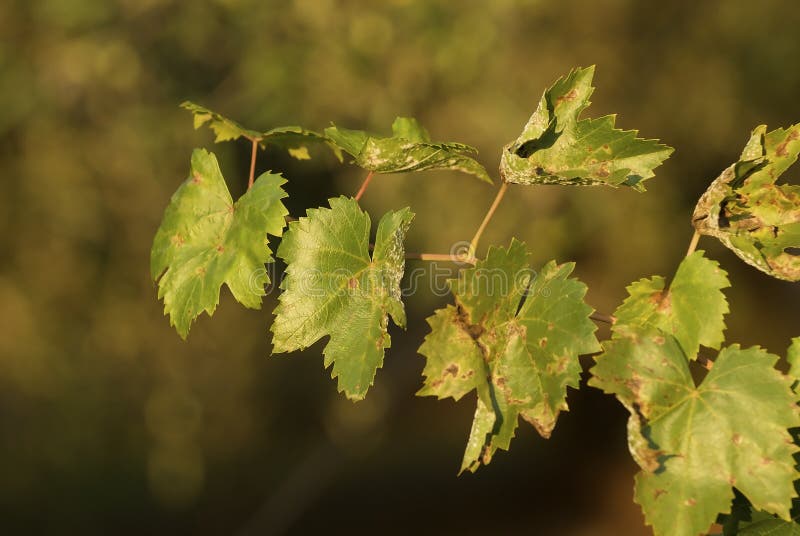 Vine leaves stock photo. Image of color, plant, vineyard 11183376