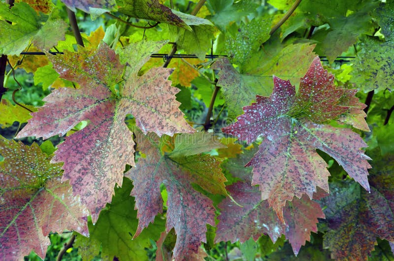 Vine leaves stock photo. Image of grape, floral, agriculture 25232370