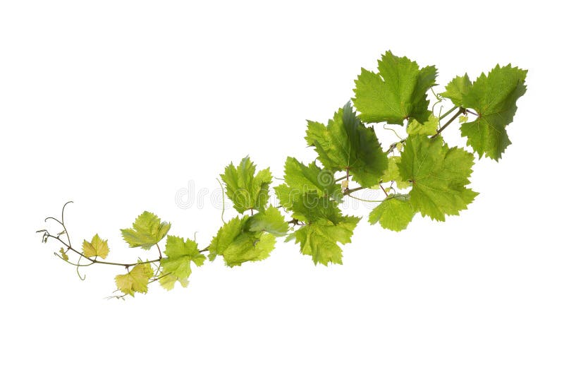 141,243 Bright Green Vines Royalty-Free Images, Stock Photos & Pictures
