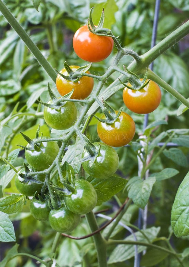 Vine Ripened Tomatoes stock image. Image of ripen, cherry 10519095