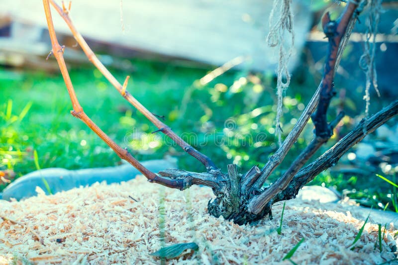 Vine Roots are Protected by Sawdust Mulch Closeup. Vineyard Soil