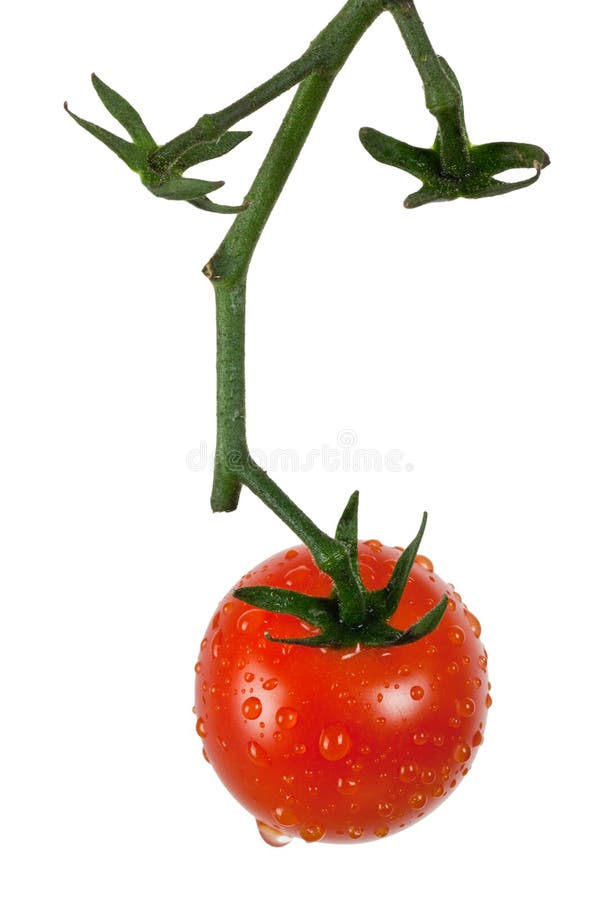 Vine tomato