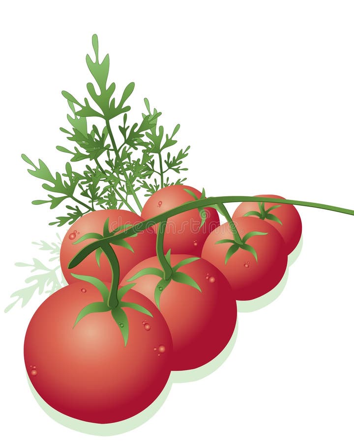 Tomatoes On The Vine stock vector. Illustration of plant 91939006