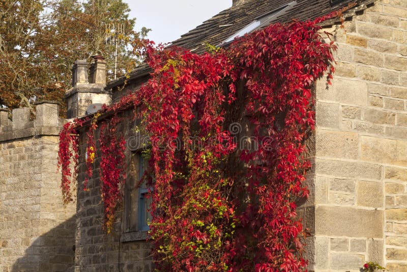 An ornamental vine, allowed to grow wild over summer, is now turning a bright red. An ornamental vine, allowed to grow wild over summer, is now turning a bright red.