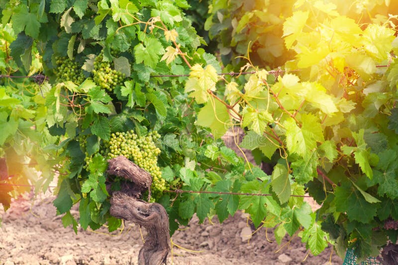 A Vine with Twisting Branches Stock Image Image of artsy, deciduous