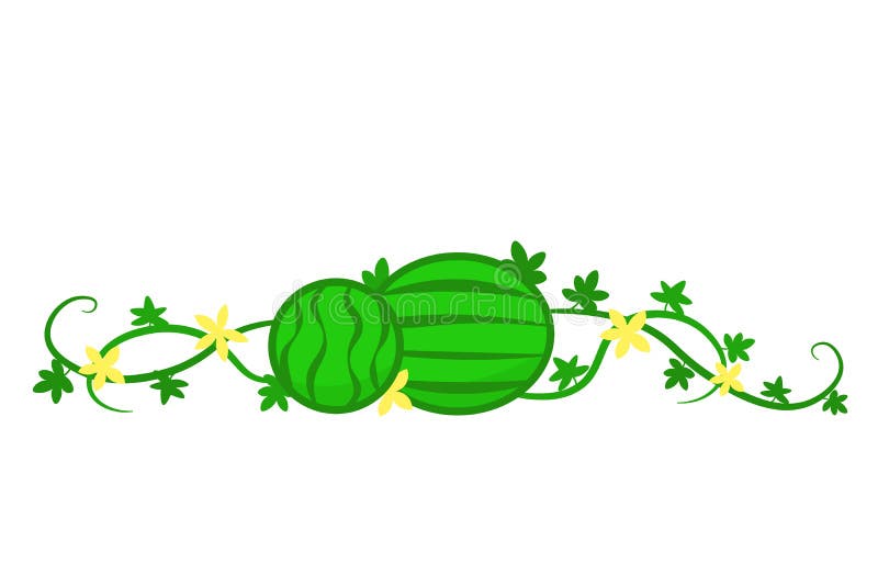 Watermelon Vine Icon Stock Illustrations 221 Watermelon Vine Icon Stock Illustrations, Vectors