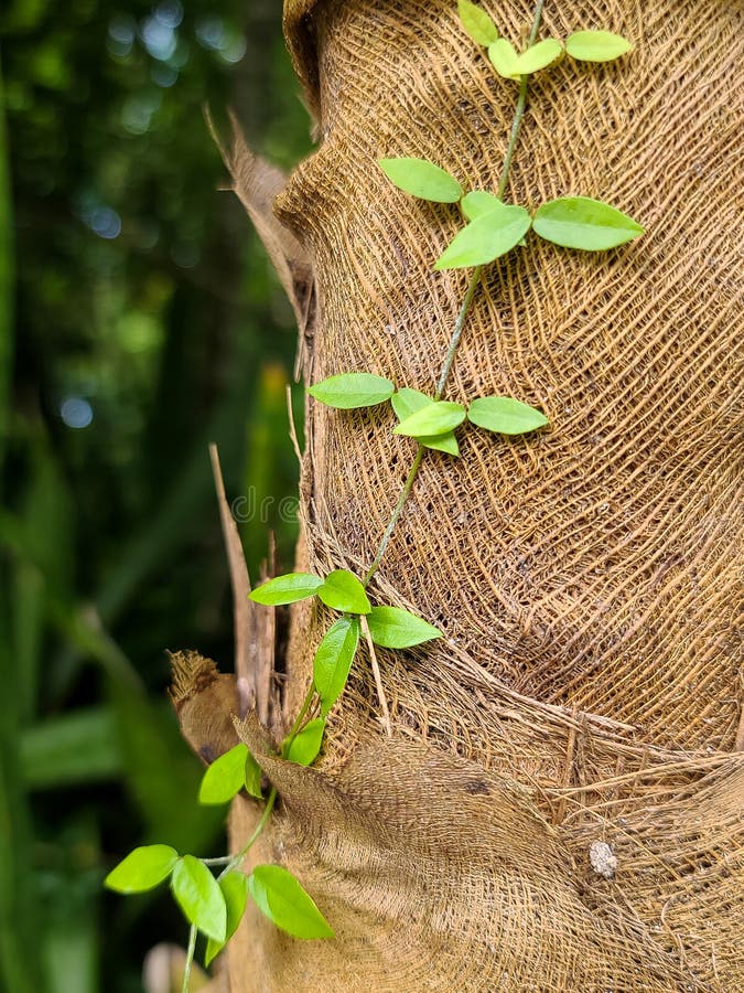 Vine Wrapping Around Palm Tree Trunk Stock Image Image of nature