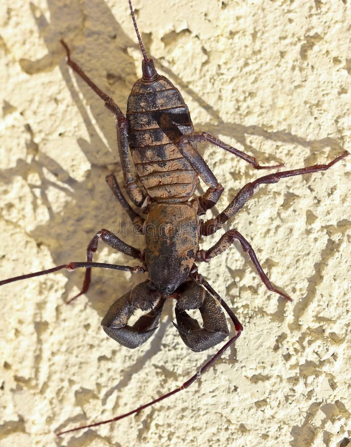 A Vinegaroon, Also Known As Whip Scorpion Stock Photo Image of whip