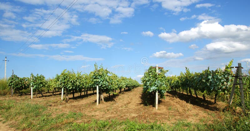 Vinery Moldova