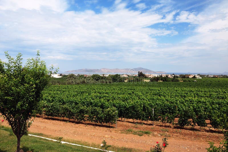 Vines and hills royalty free stock photo Vines and hills royalty free stock photo