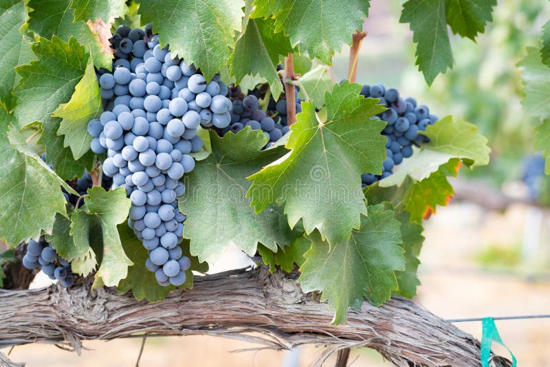 Vines with Lush, Ripe Wine Grapes on the Vine Ready for Harvest