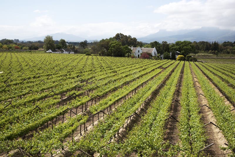 Vines and mountains at Paarl in South Africa