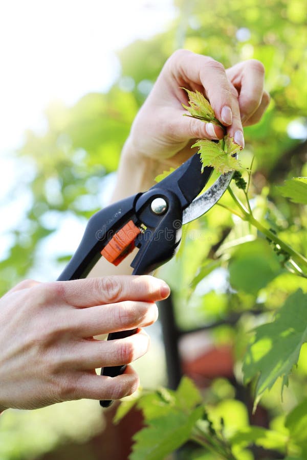 Vines, Pruning Vines Pruning Shears. Stock Image Image of vineyard