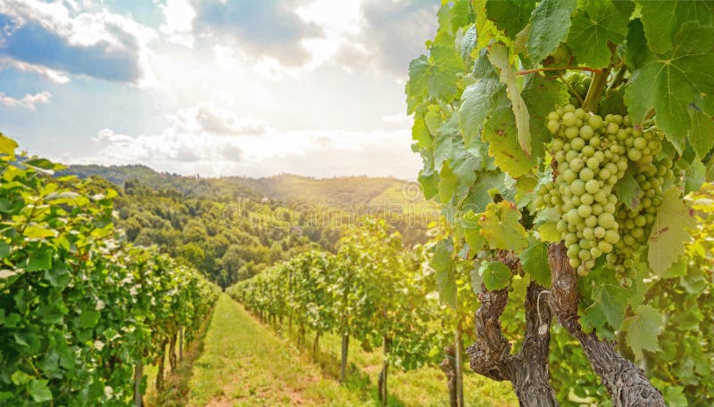 Vines in a vineyard with white wine grapes in summer, hilly agricultural landscape near winery at wine road, Styria Austria