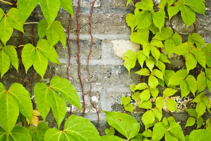 Vines on the wall stock photo. Image of pattern, pumila 45692084