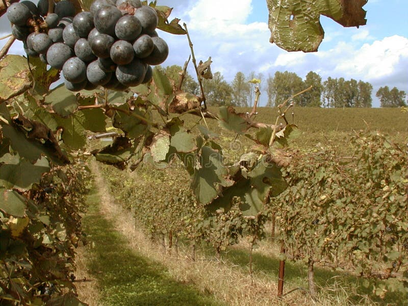 Vineyard