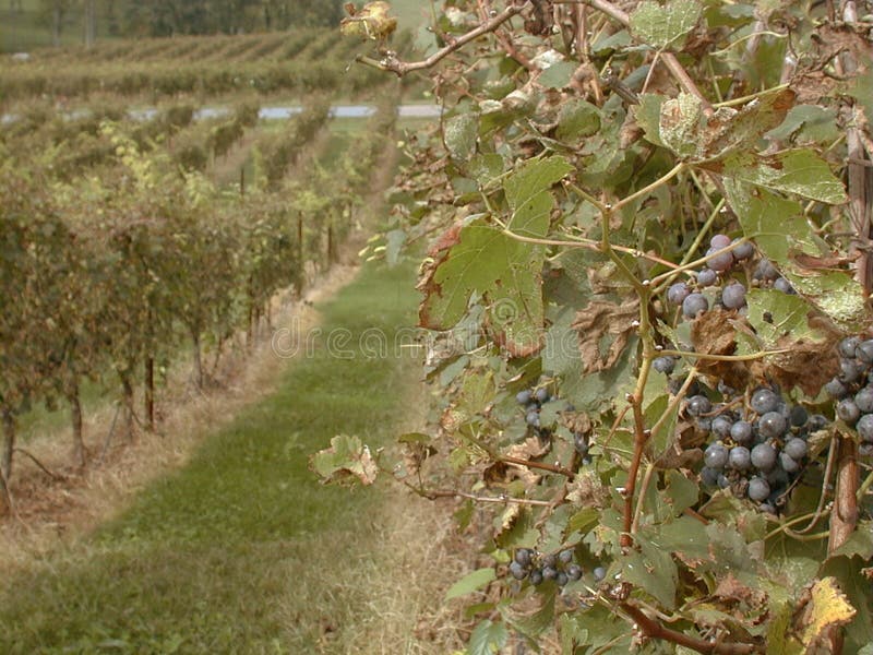 Vineyard