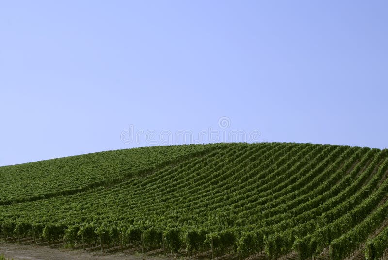Vineyard royalty free stock image Vineyard royalty free stock image