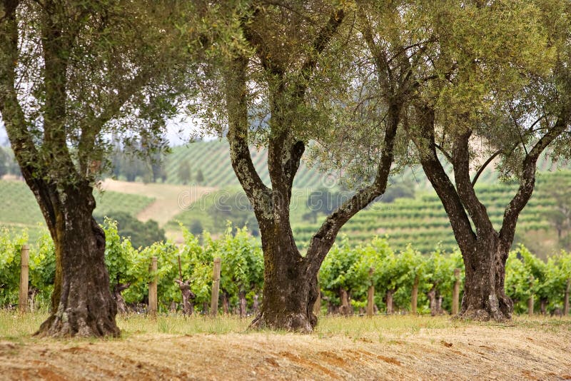 Vineyard