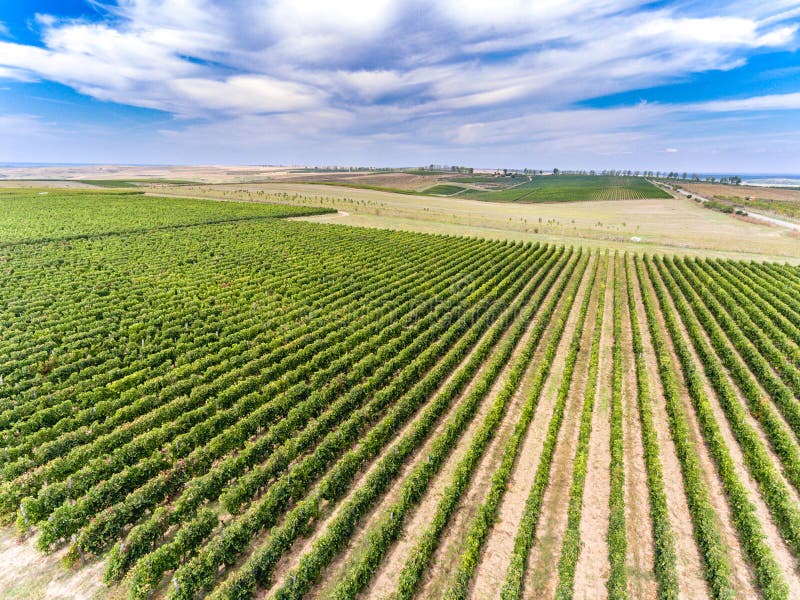 Vineyard from above. Sunny autumn day.